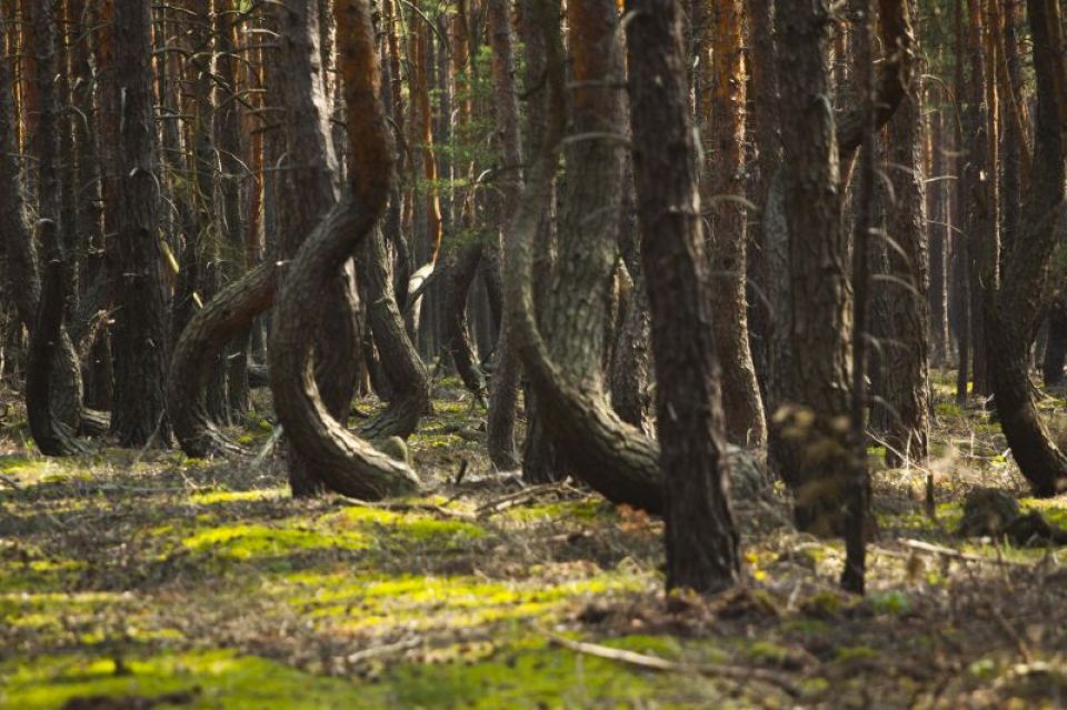 Zdjęcie obiektu turystycznego: Pomnik Przyrody Kandelabry w okolicy Proszowa