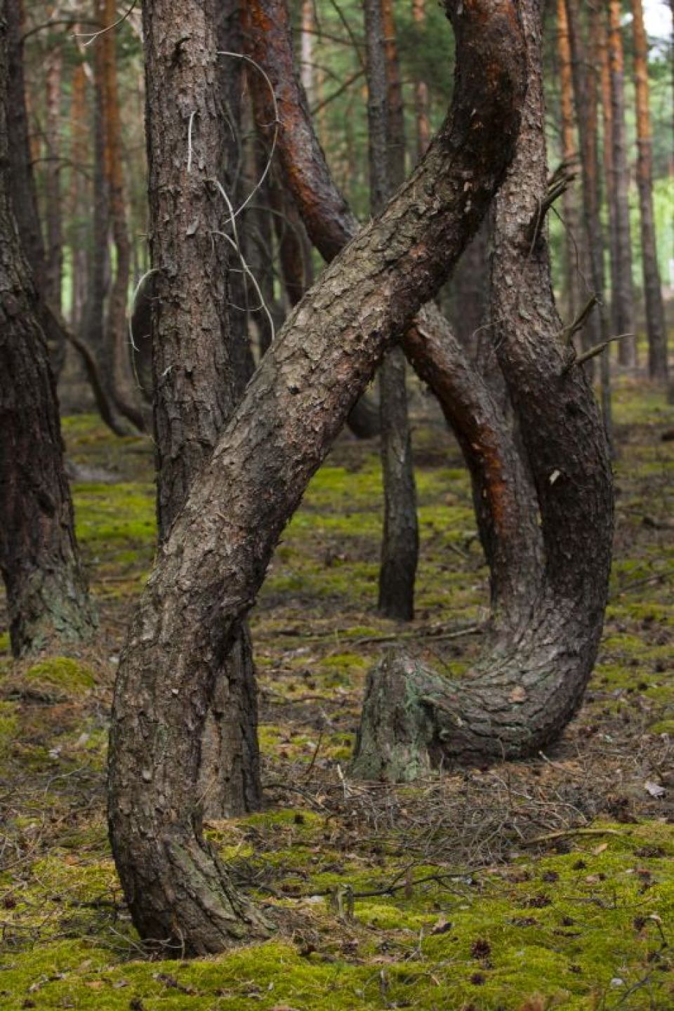 „Kandelabry” - Powierzchniowy Pomnik Przyrody