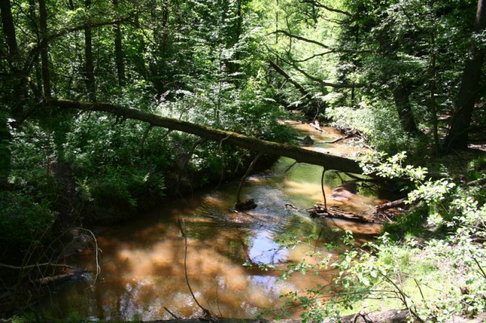 Park Mużakowski w Łęknicy