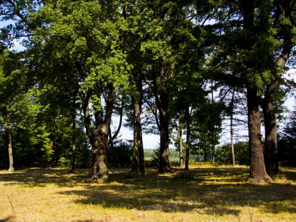 Zdjęcie obiektu turystycznego: Podworski Park w Cielmowie