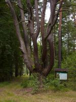 Miniatura zdjęcia: Pomnik Przyrody Ośmiornica w okolicy Proszowa