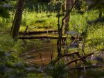 Miniatura zdjęcia: Gryżyński Park Krajobrazowy